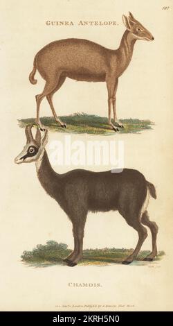 Duiker comune, Sylvicapra grimmia, e camoscio alpino, Rupicapra rupicapra. Antilope di Guinea, antilope grimmia e camoscio, antilope rupicapra. Incisione a mano su copperplate di James Heath dalla Zoologia Generale di George Shaw: Mammalia, Thomas Davison, Londra, 1801. Foto Stock