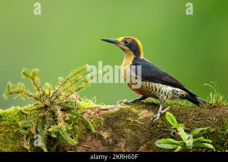 Il picchio dalla panna dorata (Melanerpes chrysauchen) è una specie di uccello della famiglia Picidae. Foto Stock