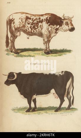 Razze di bovini allevati a cavallo britanniche. Bue comune, Bos toro. Incisione a mano su copperplate di James Heath dalla Zoologia Generale di George Shaw: Mammalia, Thomas Davison, Londra, 1801. Foto Stock