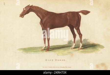 Cavallo da corsa o Arabo purosangue, Equus ferus caballus. Incisione a mano su copperplate di James Heath dalla Zoologia Generale di George Shaw: Mammalia, Thomas Davison, Londra, 1801. Foto Stock