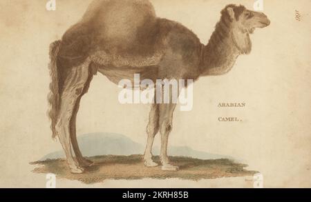 Cammello arabo o dromedario, Camelus dromedarius. Incisione a mano su copperplate di James Heath dalla Zoologia Generale di George Shaw: Mammalia, Thomas Davison, Londra, 1801. Foto Stock