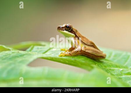 Dendropsophus ebraccatus, noto anche come la clessidra treefrog, riferendosi alla forma a clessidra dorata-marrone vista circondata da giallo pelle Foto Stock