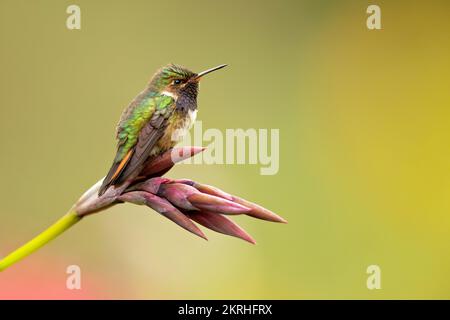 Colibrì vulcano Foto Stock