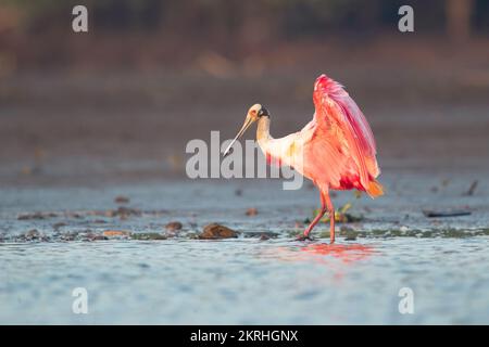 Roseate spoonbill Foto Stock