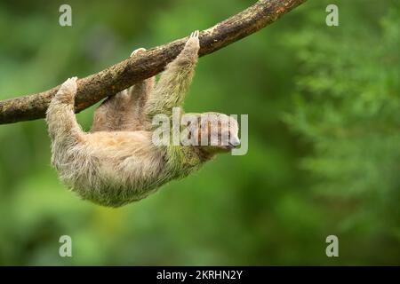 Sloth marrone-gola Foto Stock