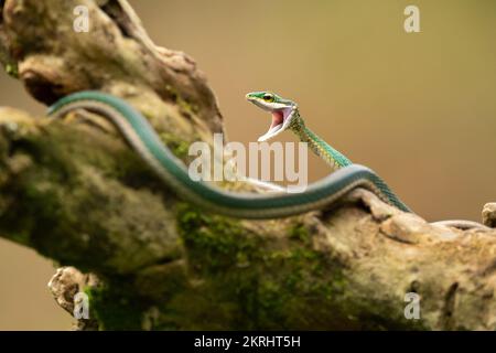 Serpente di pappagallo Foto Stock