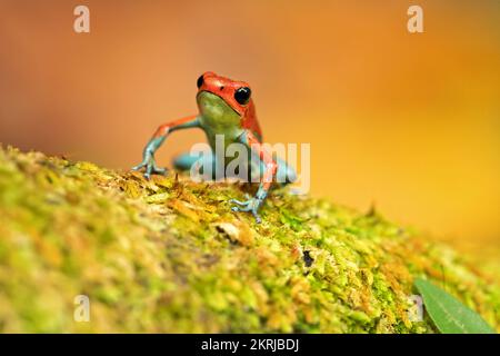 Schiuma di veleno granulare Foto Stock
