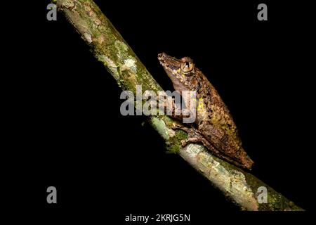 La rana dell'albero snouted di Boulenger Foto Stock