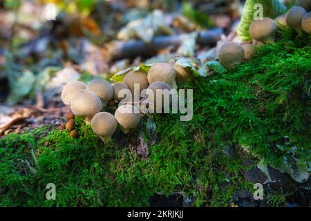 Fungo della foresta. Fungo comune di puffball - Lycoperdon perlatum - che cresce in muschio verde nella foresta autunnale. Foto Stock