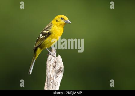 Fiamma tanager colorati Foto Stock