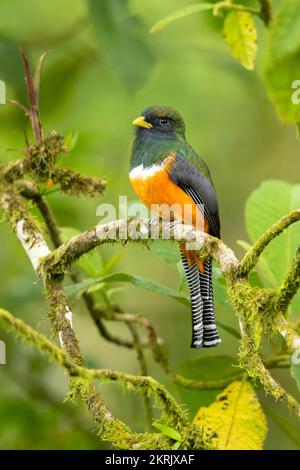 trogon con colletto Foto Stock