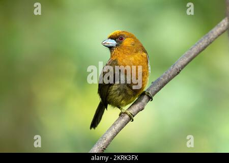 barbet con fatturazione a pronong Foto Stock