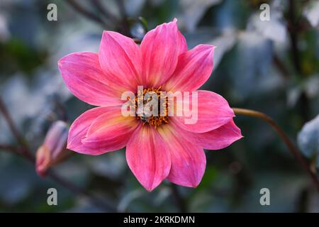 Dahlia 'Twyning's Revel', singola dahlia, petali rosa giallo brillante al centro del fiore Foto Stock