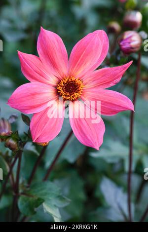 Dahlia 'Twyning's Revel', singola dahlia, petali rosa giallo brillante al centro del fiore Foto Stock