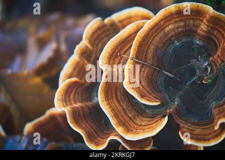 Fungo tonder multicolore, Trametes versicolor, su faggeto morto in una foresta Foto Stock