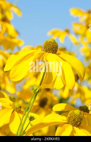 Rudbeckia maxima, coneflower grande, coneflower foglia di cavolo, coneflower grande, fiori di margherita giallo-petalled con coni centrali da marrone scuro a nero Foto Stock