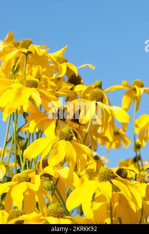 Rudbeckia maxima, coneflower grande, coneflower foglia di cavolo, coneflower grande, fiori di margherita giallo-petalled con coni centrali da marrone scuro a nero Foto Stock