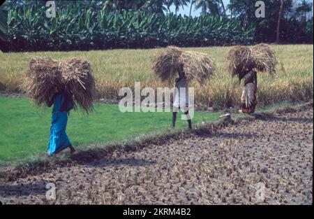 Lavoratori agricoli che trasportano Paddy attraverso campi agricoli a Pugulur, Tamil Nadu, India Foto Stock