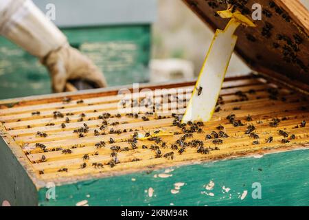 Molte api strisciare su cornici in alveare aperto vicino apicoltore di giorno in apiario Foto Stock