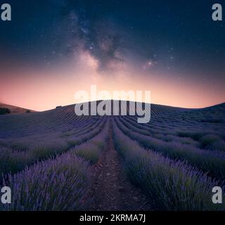 Fioritura fiori fragranti di lavanda che crescono in prati infiniti sotto stelle scintillanti e luminose in tarda serata a Cuenca Foto Stock