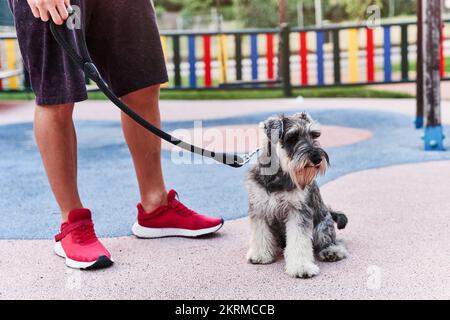 Ritaglia l'uomo anonimo in sneakers rossi in piedi sulla strada mentre cammina adorabile cane purered al guinzaglio Foto Stock
