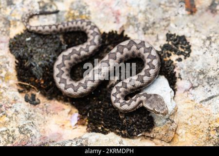 Vista ravvicinata della vipera di lataste (Vipera latastei) giovane maschio Foto Stock