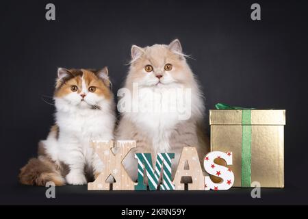 Carino duo britannico Longhair gatto gattini, seduta su sensi laterali dietro il testo di natale di legno e scatola di regalo dorata. Guardando verso la fotocamera. Isolato su un blac Foto Stock