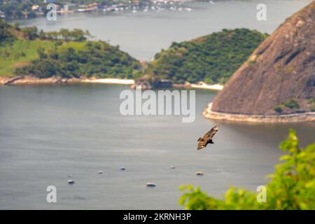 condor volando accanto a una roccia sopra l'oceano Foto Stock