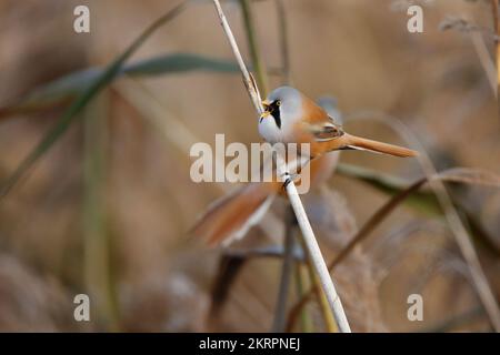 Maschio Bearded reedling canto. Un altro sullo sfondo. Foto Stock