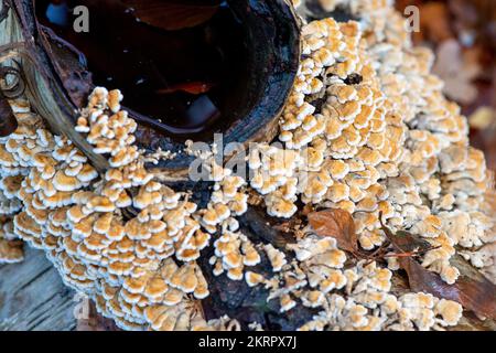 Farnham Common, Regno Unito. 28th Novembre 2022. Plicaturopsis crispa, gill fungi grecati che crescono su arti morte, in particolare betulla d'argento, in boschi a Burnham Beeches. Si dice che la Plicatura Crispa stia crescendo in modo prolifico in Inghilterra dal 2010 circa, ma non si sa perché. Burnham Beeches è un sito di interesse scientifico speciale, una riserva naturale nazionale e un'area speciale europea di conservazione dove si possono trovare molte specie rare e minacciate di funghi. E' un reato punire la raccolta di funghi a Burnham Beeches. Credito: Maureen McLean/Alamy Foto Stock