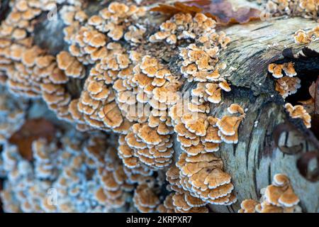 Farnham Common, Regno Unito. 28th Novembre 2022. Plicaturopsis crispa, gill fungi grecati che crescono su arti morte, in particolare betulla d'argento, in boschi a Burnham Beeches. Si dice che la Plicatura Crispa stia crescendo in modo prolifico in Inghilterra dal 2010 circa, ma non si sa perché. Burnham Beeches è un sito di interesse scientifico speciale, una riserva naturale nazionale e un'area speciale europea di conservazione dove si possono trovare molte specie rare e minacciate di funghi. E' un reato punire la raccolta di funghi a Burnham Beeches. Credito: Maureen McLean/Alamy Foto Stock