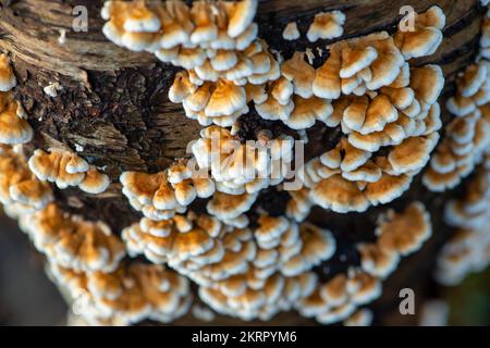 Farnham Common, Regno Unito. 28th Novembre 2022. Plicaturopsis crispa, gill fungi grecati che crescono su arti morte, in particolare betulla d'argento, in boschi a Burnham Beeches. Si dice che la Plicatura Crispa stia crescendo in modo prolifico in Inghilterra dal 2010 circa, ma non si sa perché. Burnham Beeches è un sito di interesse scientifico speciale, una riserva naturale nazionale e un'area speciale europea di conservazione dove si possono trovare molte specie rare e minacciate di funghi. E' un reato punire la raccolta di funghi a Burnham Beeches. Credito: Maureen McLean/Alamy Foto Stock