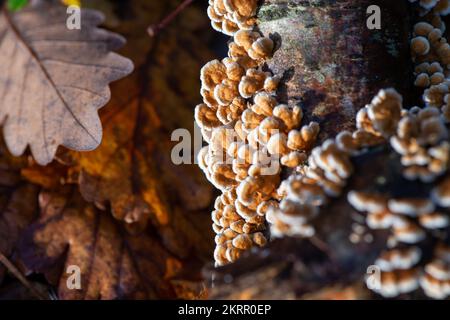 Farnham Common, Regno Unito. 28th Novembre 2022. Plicaturopsis crispa, gill fungi grecati che crescono su arti morte, in particolare betulla d'argento, in boschi a Burnham Beeches. Si dice che la Plicatura Crispa stia crescendo in modo prolifico in Inghilterra dal 2010 circa, ma non si sa perché. Burnham Beeches è un sito di interesse scientifico speciale, una riserva naturale nazionale e un'area speciale europea di conservazione dove si possono trovare molte specie rare e minacciate di funghi. E' un reato punire la raccolta di funghi a Burnham Beeches. Credito: Maureen McLean/Alamy Foto Stock