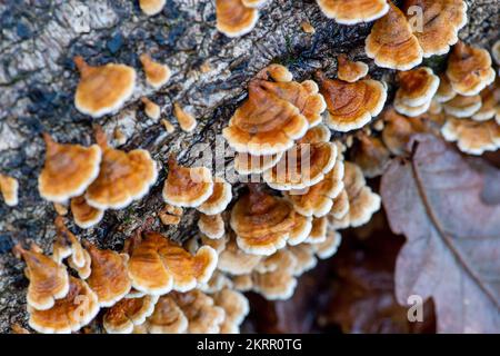 Farnham Common, Regno Unito. 28th Novembre 2022. Plicaturopsis crispa, gill fungi grecati che crescono su arti morte, in particolare betulla d'argento, in boschi a Burnham Beeches. Si dice che la Plicatura Crispa stia crescendo in modo prolifico in Inghilterra dal 2010 circa, ma non si sa perché. Burnham Beeches è un sito di interesse scientifico speciale, una riserva naturale nazionale e un'area speciale europea di conservazione dove si possono trovare molte specie rare e minacciate di funghi. E' un reato punire la raccolta di funghi a Burnham Beeches. Credito: Maureen McLean/Alamy Foto Stock