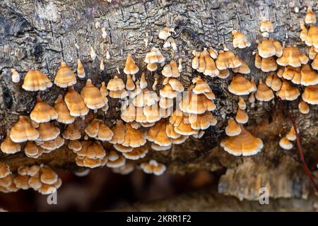 Farnham Common, Regno Unito. 28th Novembre 2022. Plicaturopsis crispa, gill fungi grecati che crescono su arti morte, in particolare betulla d'argento, in boschi a Burnham Beeches. Si dice che la Plicatura Crispa stia crescendo in modo prolifico in Inghilterra dal 2010 circa, ma non si sa perché. Burnham Beeches è un sito di interesse scientifico speciale, una riserva naturale nazionale e un'area speciale europea di conservazione dove si possono trovare molte specie rare e minacciate di funghi. E' un reato punire la raccolta di funghi a Burnham Beeches. Credito: Maureen McLean/Alamy Foto Stock