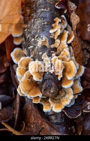 Farnham Common, Regno Unito. 28th Novembre 2022. Plicaturopsis crispa, gill fungi grecati che crescono su arti morte, in particolare betulla d'argento, in boschi a Burnham Beeches. Si dice che la Plicatura Crispa stia crescendo in modo prolifico in Inghilterra dal 2010 circa, ma non si sa perché. Burnham Beeches è un sito di interesse scientifico speciale, una riserva naturale nazionale e un'area speciale europea di conservazione dove si possono trovare molte specie rare e minacciate di funghi. E' un reato punire la raccolta di funghi a Burnham Beeches. Credito: Maureen McLean/Alamy Foto Stock