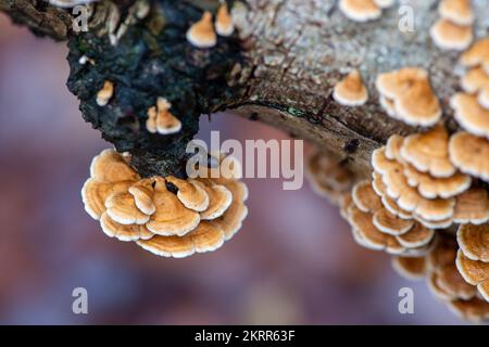 Farnham Common, Regno Unito. 28th Novembre 2022. Plicaturopsis crispa, gill fungi grecati che crescono su arti morte, in particolare betulla d'argento, in boschi a Burnham Beeches. Si dice che la Plicatura Crispa stia crescendo in modo prolifico in Inghilterra dal 2010 circa, ma non si sa perché. Burnham Beeches è un sito di interesse scientifico speciale, una riserva naturale nazionale e un'area speciale europea di conservazione dove si possono trovare molte specie rare e minacciate di funghi. E' un reato punire la raccolta di funghi a Burnham Beeches. Credito: Maureen McLean/Alamy Foto Stock