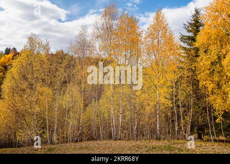 Vista panoramica della foresta di aspen di colore autunnale sulle Alpi della Transilvania in Romania Foto Stock