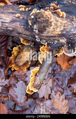 Farnham Common, Regno Unito. 28th Novembre 2022. Plicaturopsis crispa, gill fungi grecati che crescono su arti morte, in particolare betulla d'argento, in boschi a Burnham Beeches. Si dice che la Plicatura Crispa stia crescendo in modo prolifico in Inghilterra dal 2010 circa, ma non si sa perché. Burnham Beeches è un sito di interesse scientifico speciale, una riserva naturale nazionale e un'area speciale europea di conservazione dove si possono trovare molte specie rare e minacciate di funghi. E' un reato punire la raccolta di funghi a Burnham Beeches. Credito: Maureen McLean/Alamy Foto Stock