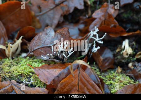 Farnham Common, Regno Unito. 28th Novembre 2022. Xylaria hypoxylon, Candlesnuff fungo, anche noto come il Corno di Stag è un fungo molto comune che assomiglia a uno stoppino di candela bruciato. Lo stoppino come lo stelo può anche avere una forcella stile corna in cima. Burnham Beeches è un sito di interesse scientifico speciale, una riserva naturale nazionale e un'area speciale europea di conservazione dove si possono trovare molte specie rare e minacciate di funghi. E' un reato punire la raccolta di funghi a Burnham Beeches. Credito: Maureen McLean/Alamy Foto Stock