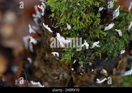 Farnham Common, Regno Unito. 28th Novembre 2022. Xylaria hypoxylon, Candlesnuff fungo, anche noto come il Corno di Stag è un fungo molto comune che assomiglia a uno stoppino di candela bruciato. Lo stoppino come lo stelo può anche avere una forcella stile corna in cima. Burnham Beeches è un sito di interesse scientifico speciale, una riserva naturale nazionale e un'area speciale europea di conservazione dove si possono trovare molte specie rare e minacciate di funghi. E' un reato punire la raccolta di funghi a Burnham Beeches. Credito: Maureen McLean/Alamy Foto Stock