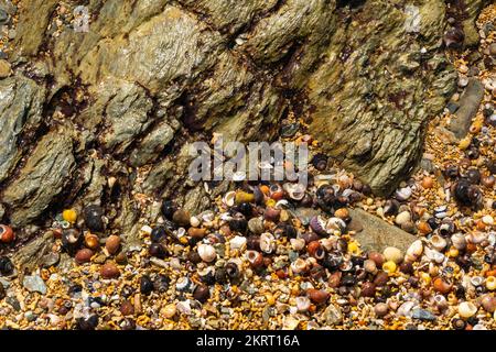 Piccole conchiglie di mare su una spiaggia in Cornovaglia, primo piano Foto Stock