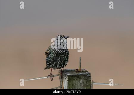 Un vulgaris stellare comune Sturnus arroccato su un palo di legno. Foto Stock