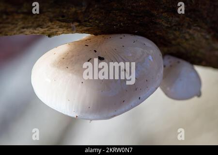 Farnham Common, Regno Unito. 28th Novembre 2022. Oudemansiella mucida, fungo di porcellana. Il fungo bianco è semitrasparente, semimeo e assomiglia agli albumi. È a volte si riferisce ad un ciuffo di faggio o Fungo d'uovo in camicia. È un comune e diffuso fungo basidiomicete della famiglia Physalacriaceae e può essere spesso visto in alto su su faggi. È commestibile una volta che il muco è lavato via e in un giorno breezy possono cadere alla terra come i paracadute piccoli. Burnham Beeches è un sito di interesse scientifico speciale, una riserva naturale nazionale e uno spazio europeo speciale di conservazione. Credito: Maur Foto Stock