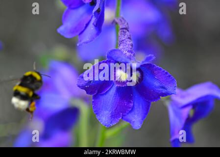 L'ape volante raccoglie polline da un fiore di Delphinium. Foto Stock