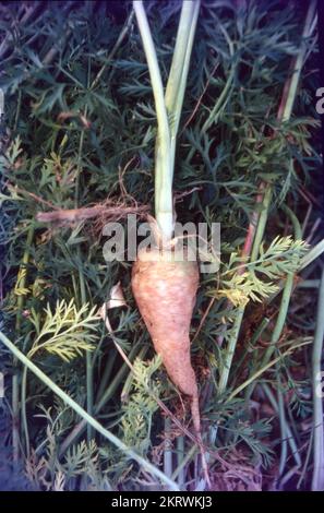 In India le carote sono usate in una varietà di modi, come insalate o come verdure aggiunte a riso piccante o piatti dal. Una variazione popolare nell'India del nord è il dessert della carota di Gajar Ka Halwa. In India, la carota è cresciuta in tutto il paese. Haryana è il produttore leader, seguito da Andhra Pradesh, Punjab, Bihar, Tamil Nadu, Karnataka e Assam. La carota (Daucus carota subsp. sativus) è una radice vegetale, tipicamente di colore arancione Foto Stock