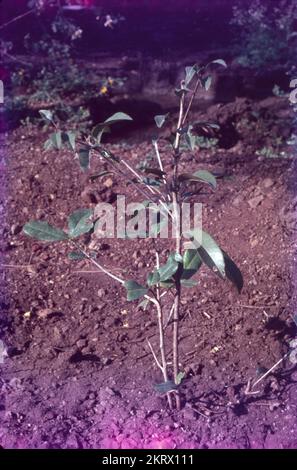 La zapota di Manilkara, comunemente nota come sapodilla, sapote, naseberry, nispero o chicle, è una zapota di lunga durata, Albero evergreen nativo del Messico meridionale, America centrale e Caraibi. Un esempio naturale è la Yucatán costiera nell'ecoregione delle mangrovie di Petenes, dove è una specie vegetale sottodominante. Chikoo contiene una dose elevata di antiossidanti ed è stato trovato essere efficace nel ridurre il rischio di diversi tipi di cancro. Foto Stock