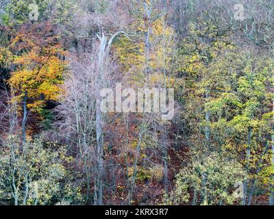 Alberi autunnali lungo Long Walk visto dai terreni del castello a Knaresborough North Yorkshire Inghilterra Foto Stock