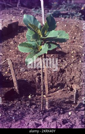 Psidium guajava, la guava comune, la guava gialla, la guava al limone, o la guava alla mela, è un arbusto sempreverde o un piccolo albero nativo dei Caraibi, dell'America Centrale e del Sud America. È facilmente impollinato dagli insetti; quando coltivato, è impollinato principalmente dall'ape comune del miele, Apis mellifera. Foto Stock