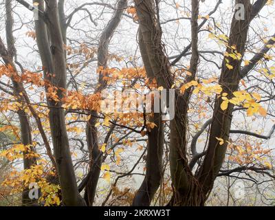 Alberi autunnali in una giornata ancora nebbiosa lungo la falesia sopra Abbey Road a Knaresborough North Yorkshire Inghilterra Foto Stock